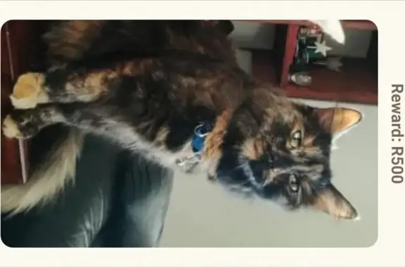 Lost female cat, Hertzog Street, Elsiesriver, Rosebank — tortoiseshell with blue collar - photo