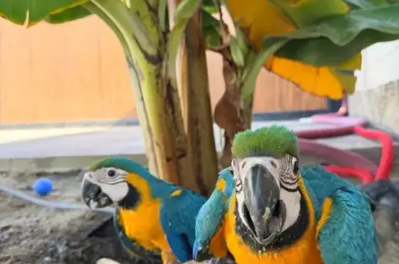 Guacamayos azules Salieron volando desde zona Bellavista hacia dirección Loma Cabrera o venta Gaspar Anillas 002 y 004 Son bebés de 3 meses