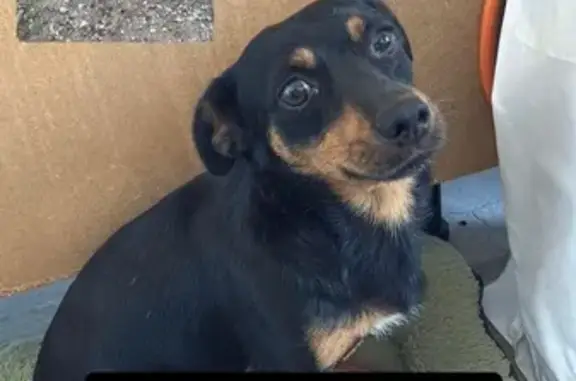 Perro perdido, Diseminado P011, 269A, Llíria, Paterna — muy cariñoso - photo