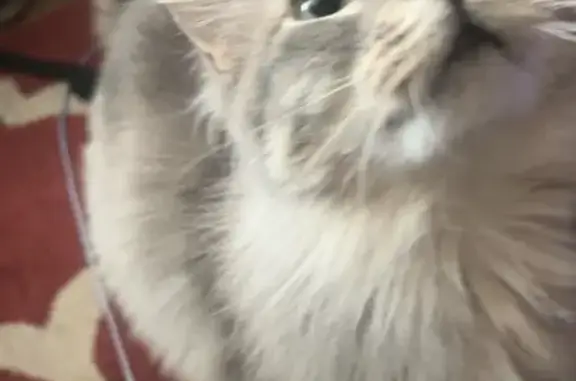Lost female cat, South 10th Street, 1721, Ocean Springs — shy and gentle - photo