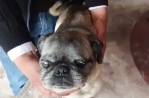 Perro encontrado, Chicoloapan...