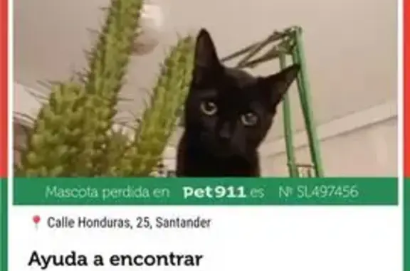 Gato encontrado, Calle de Hond...