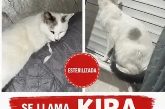Gato perdido, Calle Doctor Fleming, Molina de Segura — blanco, con manchas grises y cola gris - photo