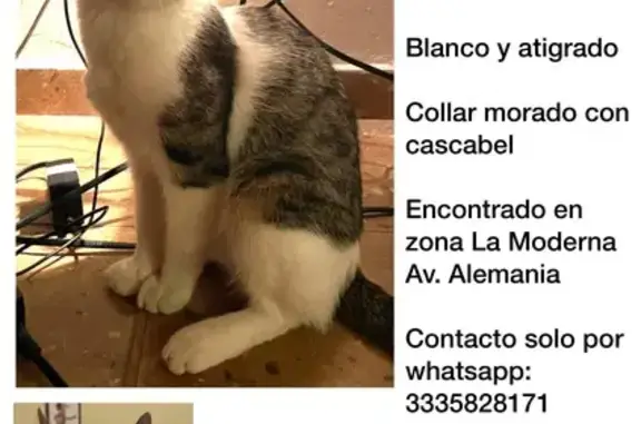 Gato encontrado, Avenida Alema...