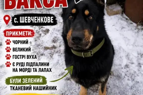 Потерянні тварини Шевченкове, фото: Зникла собака, самець, вулиця Голондія, Шевченкове — чорна з рудими підпалинами