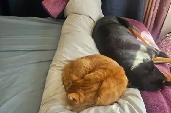 Lost cat, Silverwater Road, 25, Lake Macquarie City Council, Morisset — ginger and skittish - photo