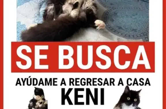 Gato perdido macho, Avenida Desiderio Rodríguez, 153, Torrevieja, Madrid — cariñoso y castrado - photo