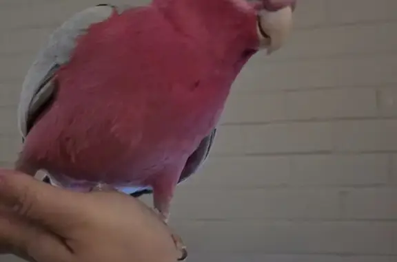 Lost male bird, The Avenue, Nedlands, Strathfield — responds to the name “Ophie” - photo
