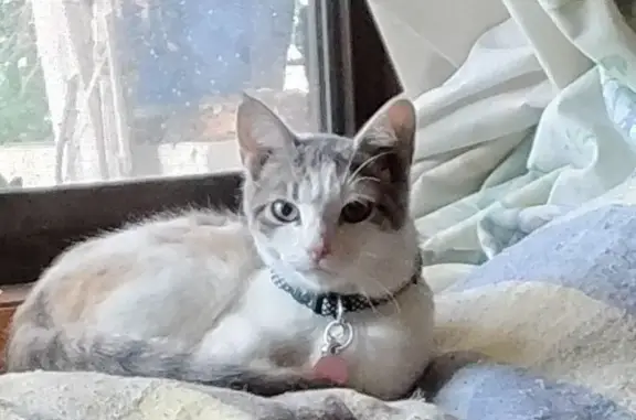 Found cat Strathfield, photo: Found cat, Butler Street, Darebin, Strathfield — female calico kitten, approx. 6 months old