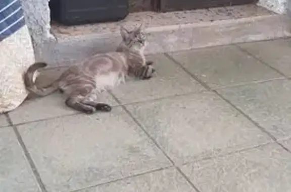 Animales encontrados Granada, foto: Gato encontrado, Calle Abelia, Huétor Vega, Granada — siamés macho sin castrar