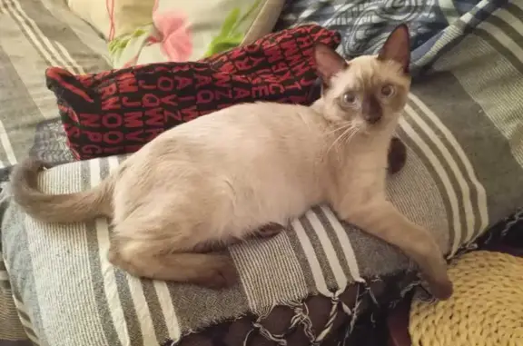 Gato perdido, Carrer Jesús Chazarra Hernandez, 16, Elche — siamés macho de 4 meses - photo