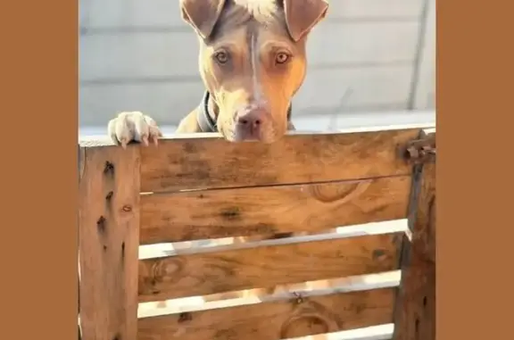 Lost dog, Roulon Street, Cape Town – female pit bull with a black collar - photo
