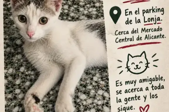 Gato encontrado Alicante, foto: Gato encontrado, Calle del Capitán Segarra, 35, Alicante — macho joven y sociable