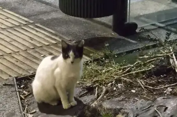 Gato encontrado Santander, foto: Gato encontrado, Calle San Fernando, 44, Santander — parece joven y huye al acercarse