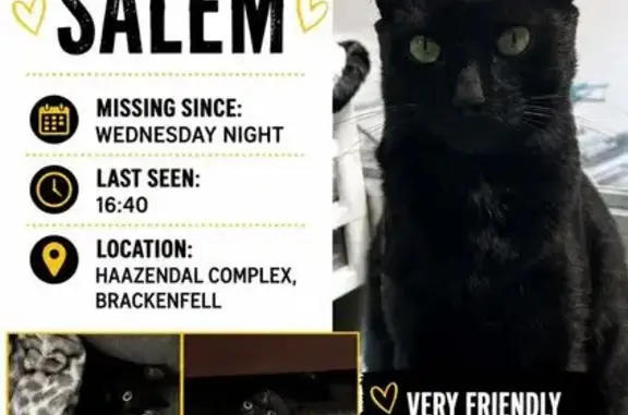 Lost cat, male, Ronelle Street, 8A, Cape Town, Kraaifontein — black with a white chest spot - photo