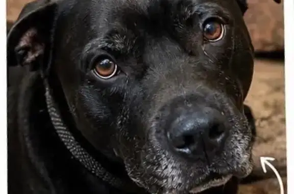 Missing dog Irving, photo: Lost dog, male, Norma Drive, 300, Irving — black coat, German Shepherd–Pit mix