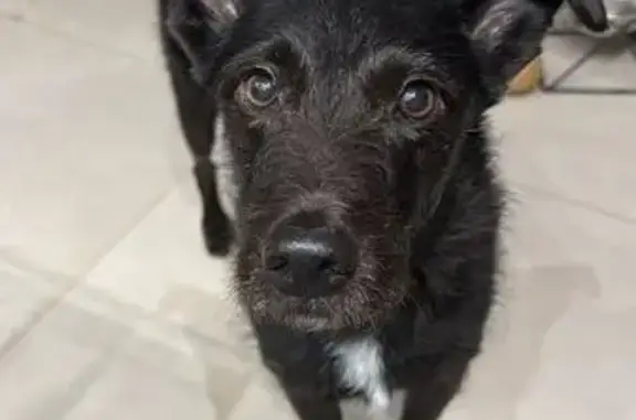 Cachorro perdido, Rua do Símbolo, São Paulo — macho, bem magro e de porte médio - photo