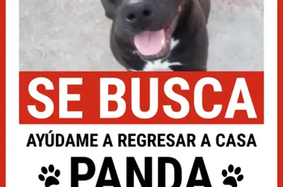 Animales perdidos Chicoloapan, foto: Perro perdido macho, Paseo Costitlan, 177, Chicoloapan de Juárez, Chicoloapan — pecho blanco