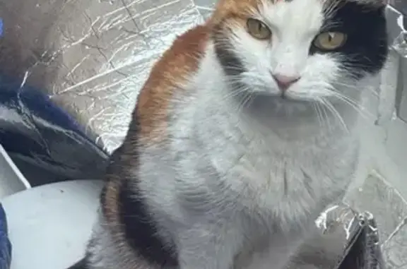 Found cat, Patrick Road, Theal...