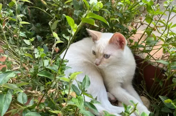 Gato perdido macho, Calle de Arroyo de la Sacedilla, 2, Majadahonda — blanco con toques rubios - photo