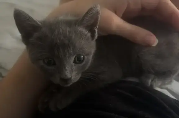 Gato perdido, Calle Marbella, 14, Córdoba, Cordoba — macho gris de 4 meses - photo