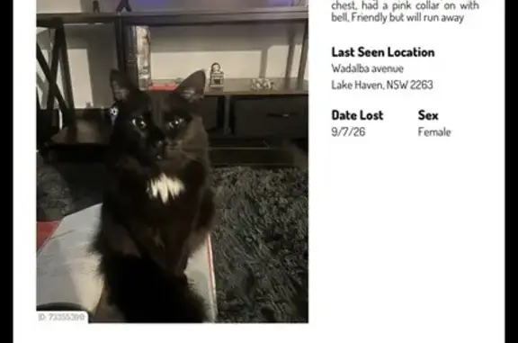 Lost cat, Wadalba Avenue, Central Coast Council, Sydney - fluffy black female with green eyes - photo