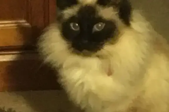 Lost cat, City of Whittlesea, Victoria, Melbourne — female seal point Ragdoll - photo