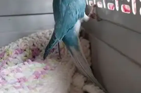 Found bird, Weathering Crescen...