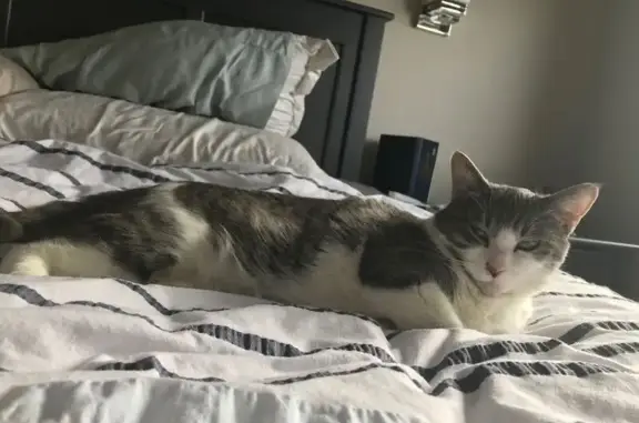 Lost female cat, Harbor Seal Drive, 1571, Point Roberts — white and grey - photo