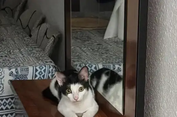 Gato perdido, Calle Riu de la Sénia, 2, Valencia — blanco con manchas negras - photo
