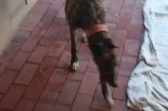 Found dog, Belair Road, 337, M...