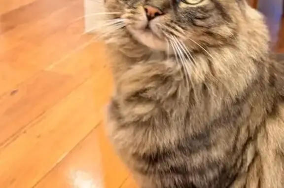 Lost cat, female, The Bulwark, 60, Willoughby City Council, Sydney — brown Domestic Short Hair - photo