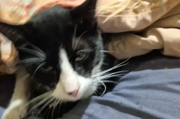 Lost pets Bayswater, photo: Lost cat, Gratwick Way, Perth, Bayswater — male tuxedo cat with a clipped left ear