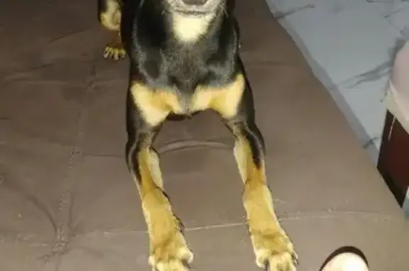Cachorro perdido em Mogi das Cruzes — Pincher preto e caramelo - photo