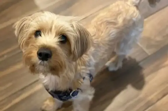 Lost dog, Arkenstone Drive, Jacksonville — male Yorkie mix, skittish and very fast - photo