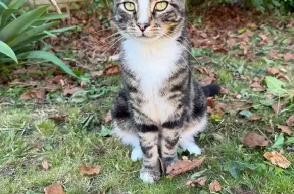 Lost cat, Walter Road, 14, Frampton Cotterell — male with white feet and a distinctive white nose - photo