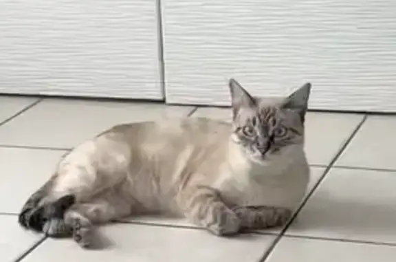 Gato perdido, Cervelló, Cataluña, Barcelona - photo