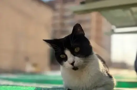 Gato perdido, Calle Gobernador Pedro Temboury, Granada — hembra esterilizada con mancha negra en la barbilla - photo