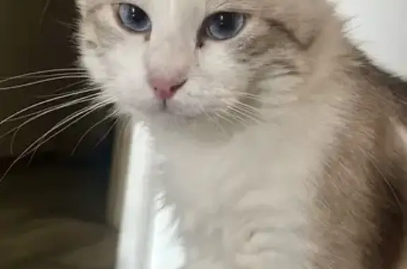 Gato perdido, Carrer de Francesc Macià, 17, Cunit, Barcelona — ojos azules - photo