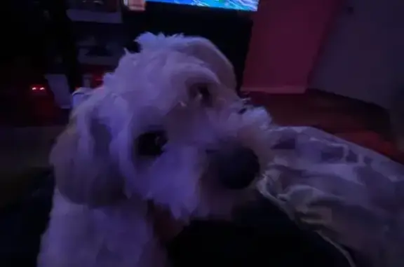 Lost dog, Mariposa Way, 1619, Lodi — shy, playful male with white fur - photo