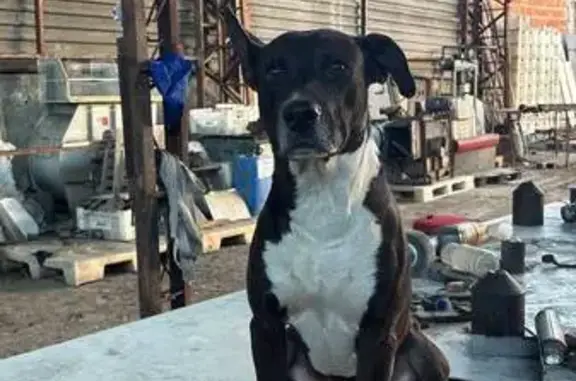Cachorro perdido, macho, Avenida Itaóca, Rio de Janeiro — visto perto do Prezunic - photo