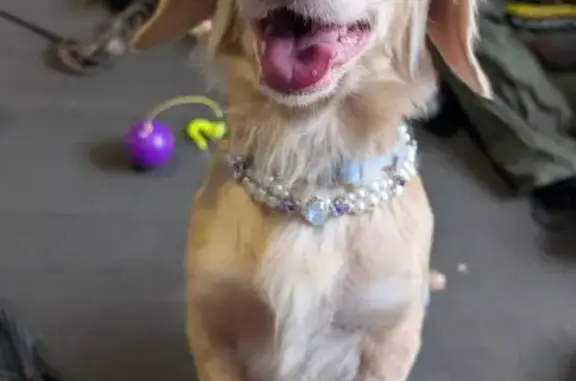 Lost dog, female, Havelock Street, 503, City of Ballarat, Melbourne — cream long-haired coat - photo