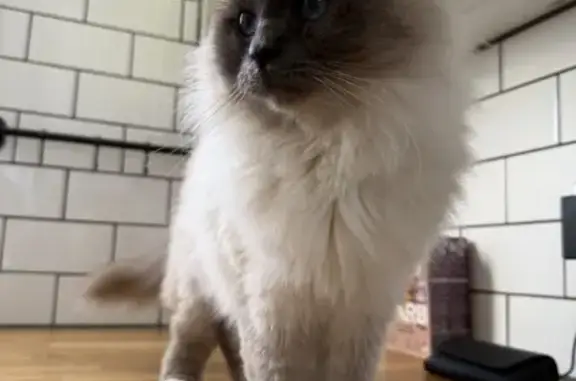 Lost male cat, Power Street, 70, Melbourne, Stonnington — 5-year-old Birman - photo