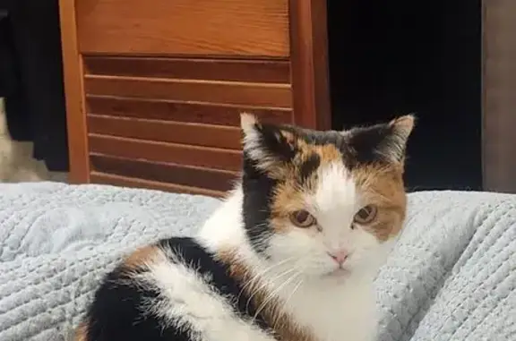 Lost pets Melbourne, photo: Lost cat, female, Kiora Street, Hobsons Bay, Melbourne – orange, black and white calico