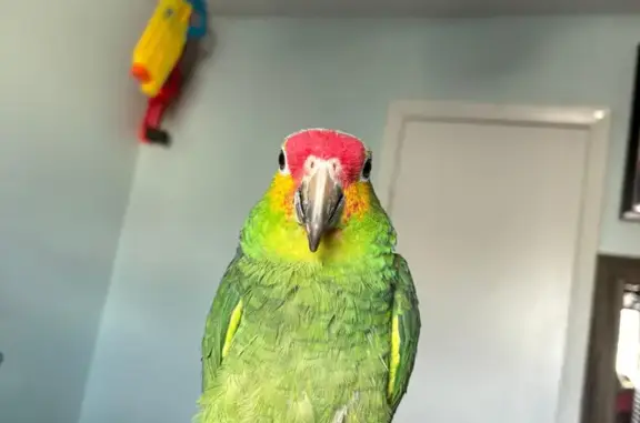 Lost bird, Nichole Woods Drive, Houston — male with blue feathers and red dots by his beak - photo