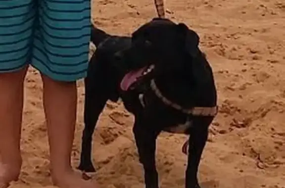 Cachorro perdido, Avenida Pedro de Toledo, José Bonifácio — vira-lata dócil - photo