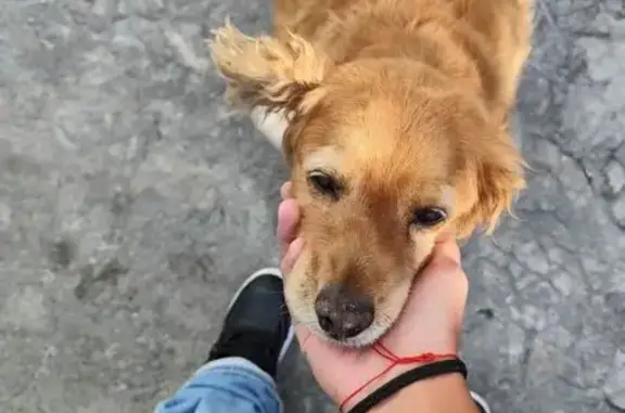 Perro perdido, Frontera, 2, Naucalpan de Juárez, Santiago de Queretaro — hembra que responde al nombre de Dona - photo