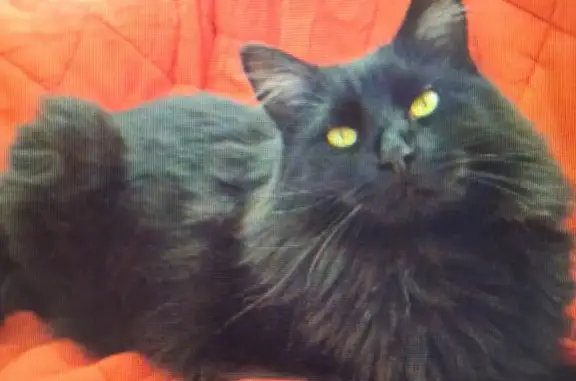 Lost female cat, Prairie Center Parkway, 1966, Brighton — black long-haired Maine Coon - photo