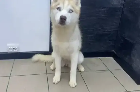 Зникла собака, Мисайлівка, Киї...