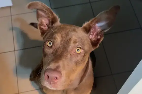 Lost dog, male, Hume Street, Toowoomba — brown with darker shoulder patches - photo
